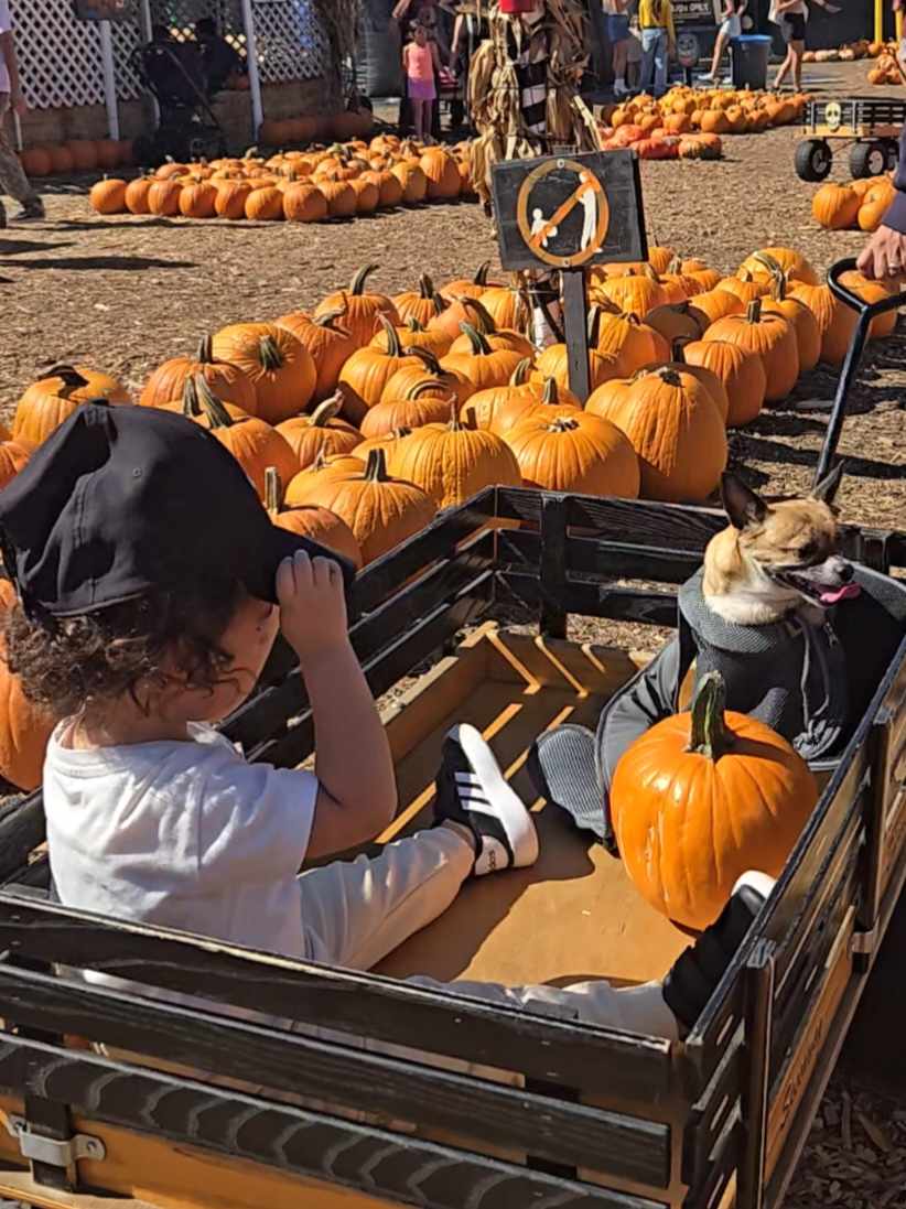#october  #pumpkinpatch  #halloween 