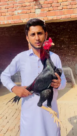 Cargo #tiktokdontremovemyvideo #tiktokviral #aseellovers #juttAseel 