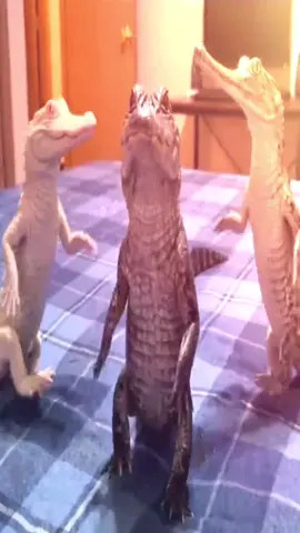 oh we can't dance to this beat... who am i kidding. HIT IT BOYS alligator dancing meme  #MarshTok #meme #funny 