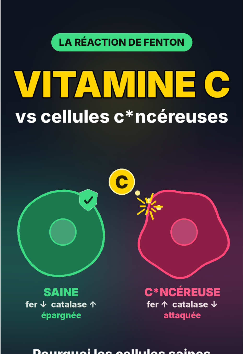 Vitamine C et cellules c*ncéreuses : le mécanisme expliqué en 50 secondes 👇 Une cellule c*ncéreuse a souvent beaucoup de fer et très peu de catalase, son enzyme de protection. → Les électrons de la vitamine C déclenchent alors la réaction de Fenton, qui produit le radical hydroxyle et attaque cette cellule. La cellule saine voisine, c'est l'inverse : peu de fer, beaucoup de catalase. → La réaction ne peut pas se faire et la cellule est épargnée. Pro-oxydante sur les cellules malades, antioxydante sur les saines : c'est ce double effet qui intéresse les chercheurs. Vous connaissiez la réaction de Fenton ? 👇 #vitaminec #reactiondefenton #oxydation #santenaturelle #biologie   