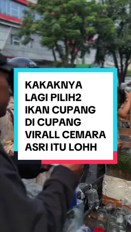 #cupanghiasindonesia #cupanghiascemaraasri #ikancupanghiasindonesia #medanviral #bettafish 