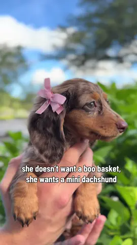 come on boys, get it together #boobasket #trending #minidachsund #viral #fyp 
