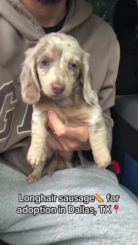 You might leave with one… or two😏🐶 #minidachshund #dachshundpuppy #puppytok #dallaspuppies #puppylove 