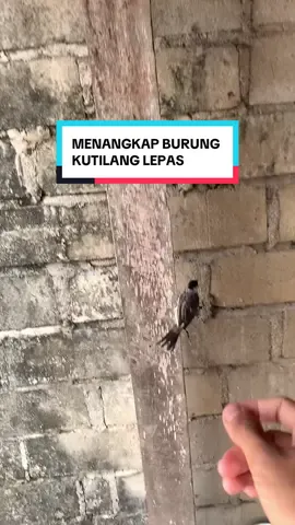 Burung kutilang lepas #kicaumania #kutilangmania #hewanpeliharaan  