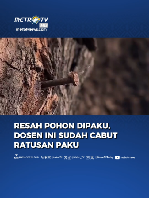 Di sela kesibukan mengajar, Noeris punya kegiatan lain: Berburu paku yang menancap di pohon. Dalam delapan bulan, ia mengaku sudah mencabut sekitar 700 paku dari 70 pohon di Jakarta, Depok dan Bekasi. Berbekal palu, tang dan linggis, keduanya menyisir pohon yang dipenuhi paku bekas baliho, iklan hingga berbagai papan informasi. Namun dengan tenaga dan peralatan terbatas, seberapa jauh gerakan dua orang ini bisa berdampak? Dan sebenarnya, apa yang terjadi pada kesehatan pohon ketika batangnya dipaku?  Sumber: DW TV #dwidn #Noeris #pohon