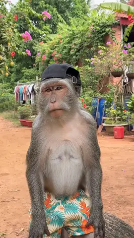 Đàn ông sợ gì nhất #monkey #funny 