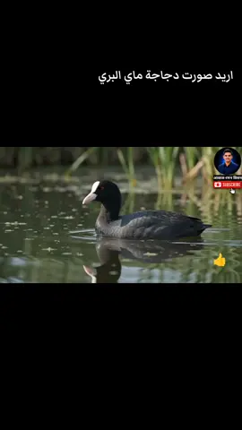 #الدجاج_الماي #البط_البري #الطيور_المهاجرة🦆🦆 #كسبلور_explor 