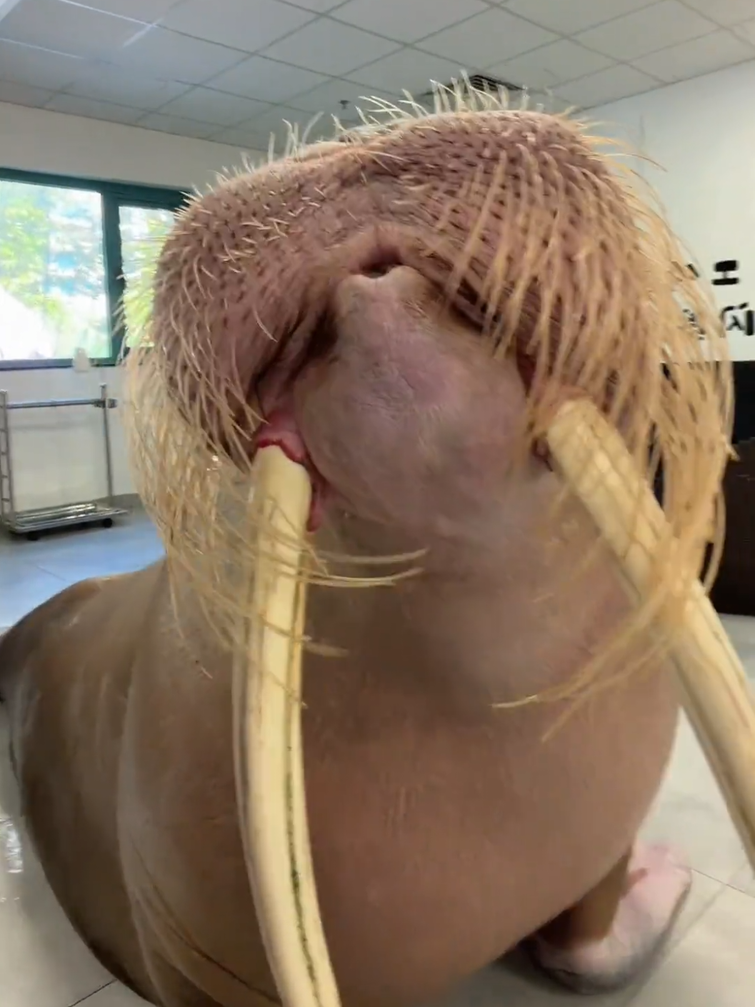 Staring at me every day #walrus #funnyanimal #Oscar #Cute #Tiktokgrowthchallenge 